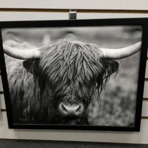 Highland Cow Picture